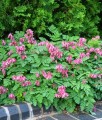 Serduszka Piękne Luxuriant w donicy