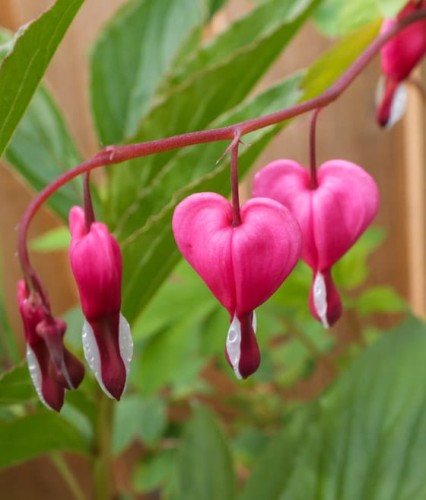 Serduszka Okazałe w donicy