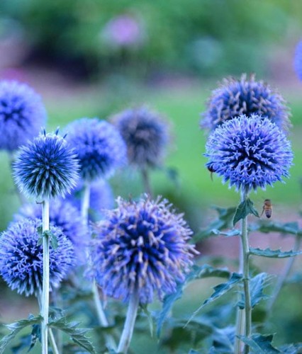 Przegorzan Banatyński Blue Glow w donicy