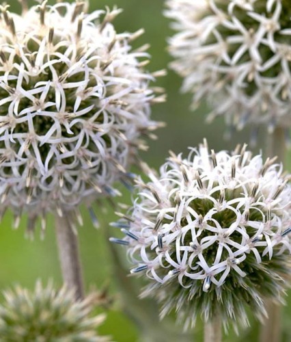 Przegorzan Kulisty Arctic Glow w donicy