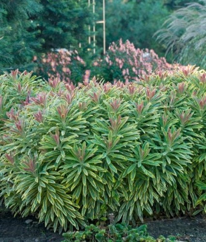 Wilczomlecz Ascot Rainbow w donicy