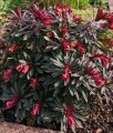 Wilczomlecz Migdałolistny Purpurea