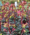 Wilczomlecz Migdałolistny Purpurea