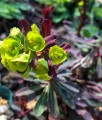 Wilczomlecz Migdałolistny Purpurea