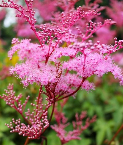 Wiązówka Palmowata Nana w donicy