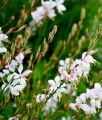Gaura Lindheimera Summer Breeze