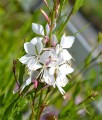 Gaura Lindheimera Summer Breeze