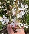 Gaura Lindheimera Summer Breeze w donicy