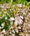 Gaura Lindheimera Summer Breeze