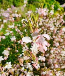 Gaura Lindheimera Summer Breeze w donicy