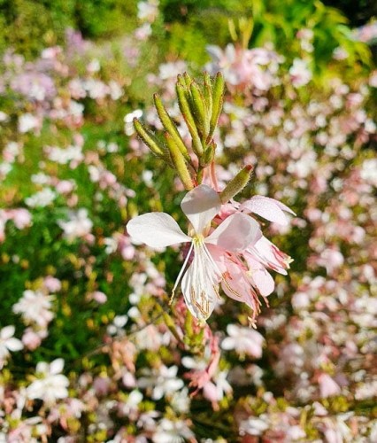 Gaura Lindheimera Summer Breeze w donicy