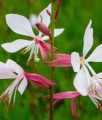 Gaura Lindheimera Summer Breeze w donicy