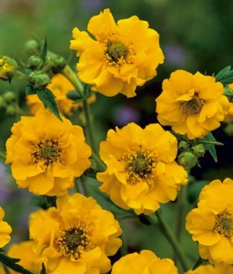 Kuklik Chilijski Lady Stratheden w donicy