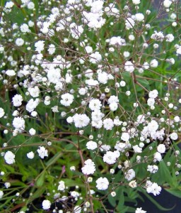 Gipsówka Wiechowata Bristol Fairy w donicy