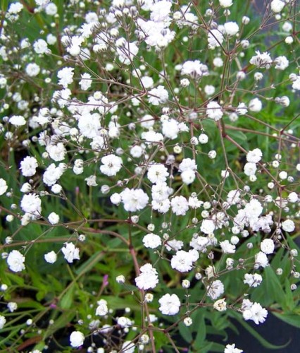 Gipsówka Wiechowata Bristol Fairy w donicy