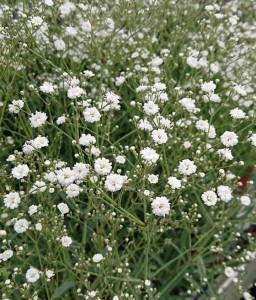 Gipsówka Wiechowata White Festival w donicy