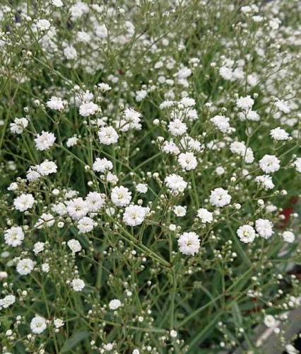 Gipsówka Wiechowata White Festival w donicy