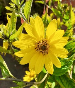 Słonecznik Ozdobny Drobnokoszyczkowy Lemon Queen w donicy