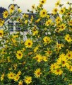 Słonecznik Ozdobny Drobnokoszyczkowy Lemon Queen