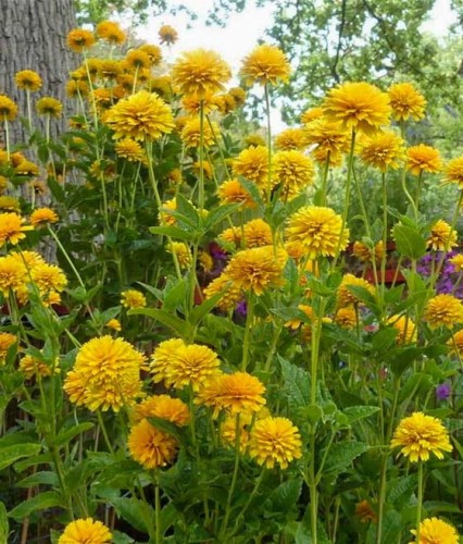 Słonecznik Ozdobny Szorstki Asahi w donicy