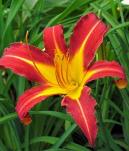 Liliowiec Autumn Red  w donicy