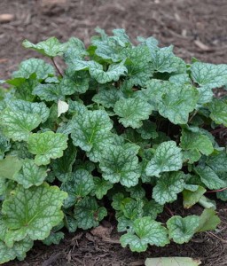 Żurawka Amerykańska Dale Strain w donicy