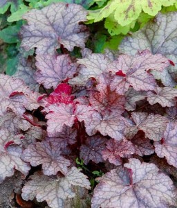 Żurawka Amethyst Myst w donicy