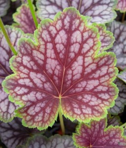 Żurawka Beauty Colour w donicy