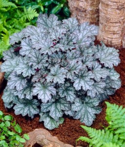 Żurawka Neptune w donicy