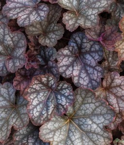 Żurawka Regina w donicy