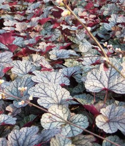 Żurawka Silver Scrolls w donicy