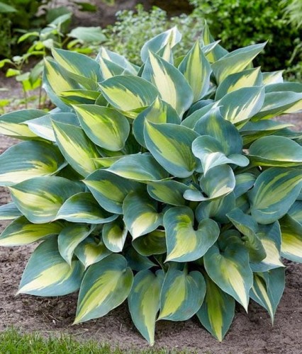 Funkia/Hosta Catherine w donicy