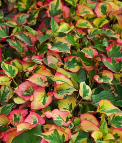 Pstrolistka sercowata Chameleon w donicy