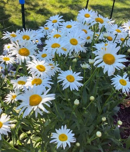 Złocień Wielki Alaska w donicy