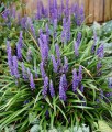 Liriope Szafirkowata Big Blue w donicy