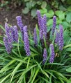 Liriope Szafirkowata Big Blue w donicy