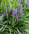 Liriope Szafirkowata Big Blue w donicy