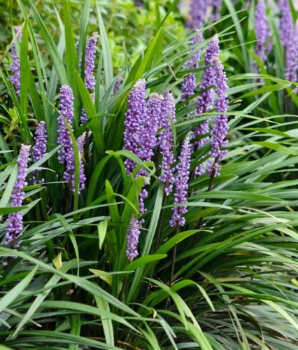 Liriope Szafirkowata Big Blue w donicy