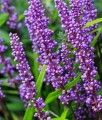 Liriope Szafirkowata Big Blue w donicy