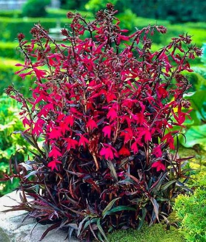 Lobelia Okazała Russian Princess w donicy