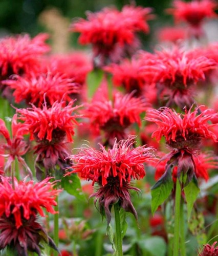 Pysznogłówka Cambridge Scarlet w donicy