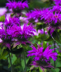 Pysznogłówka Prärienacht w donicy