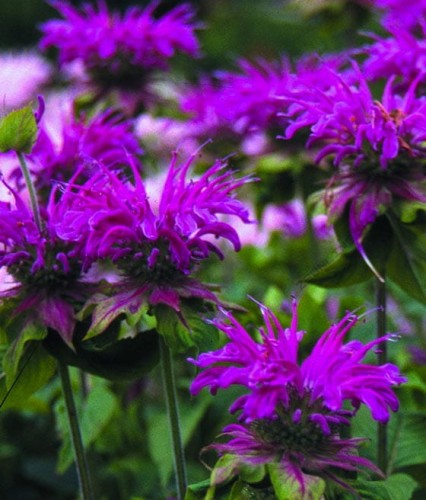 Pysznogłówka Prärienacht w donicy