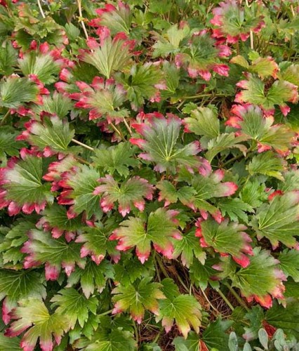 Mukdenia Rossa Karasuba w donicy