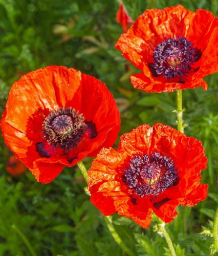 Mak Wschodni w donicy