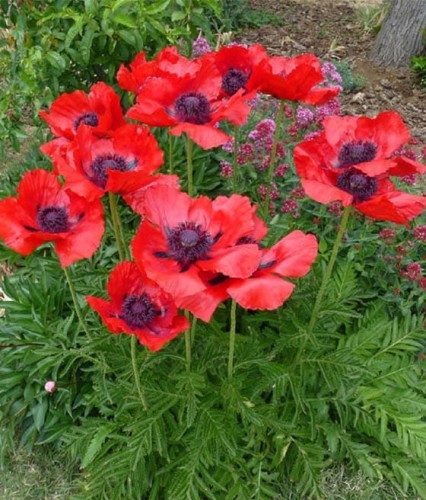 Mak Wschodni Beauty of Livermere w donicy