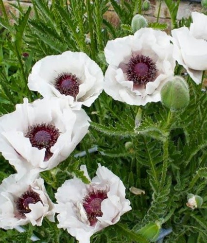 Mak Wschodni Royal Wedding w donicy