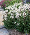 Penstemon Palczasty Husker Red w donicy