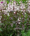 Penstemon Palczasty Husker Red w donicy