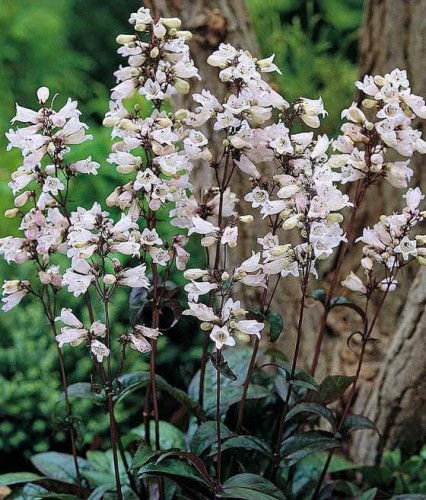 Penstemon Palczasty Husker Red w donicy